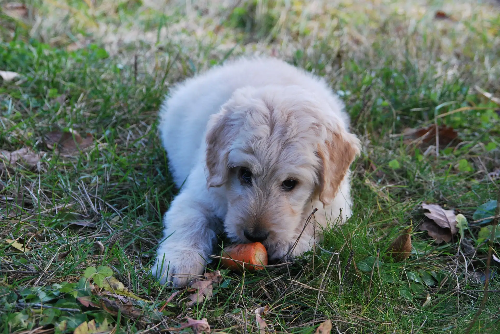 What Dogs Cannot Eat: 25 Dangerous Foods That Can Kill Your Dog 2 A collection of toxic fruits and vegetables for dogs including grapes, raisins, onions, and garlic