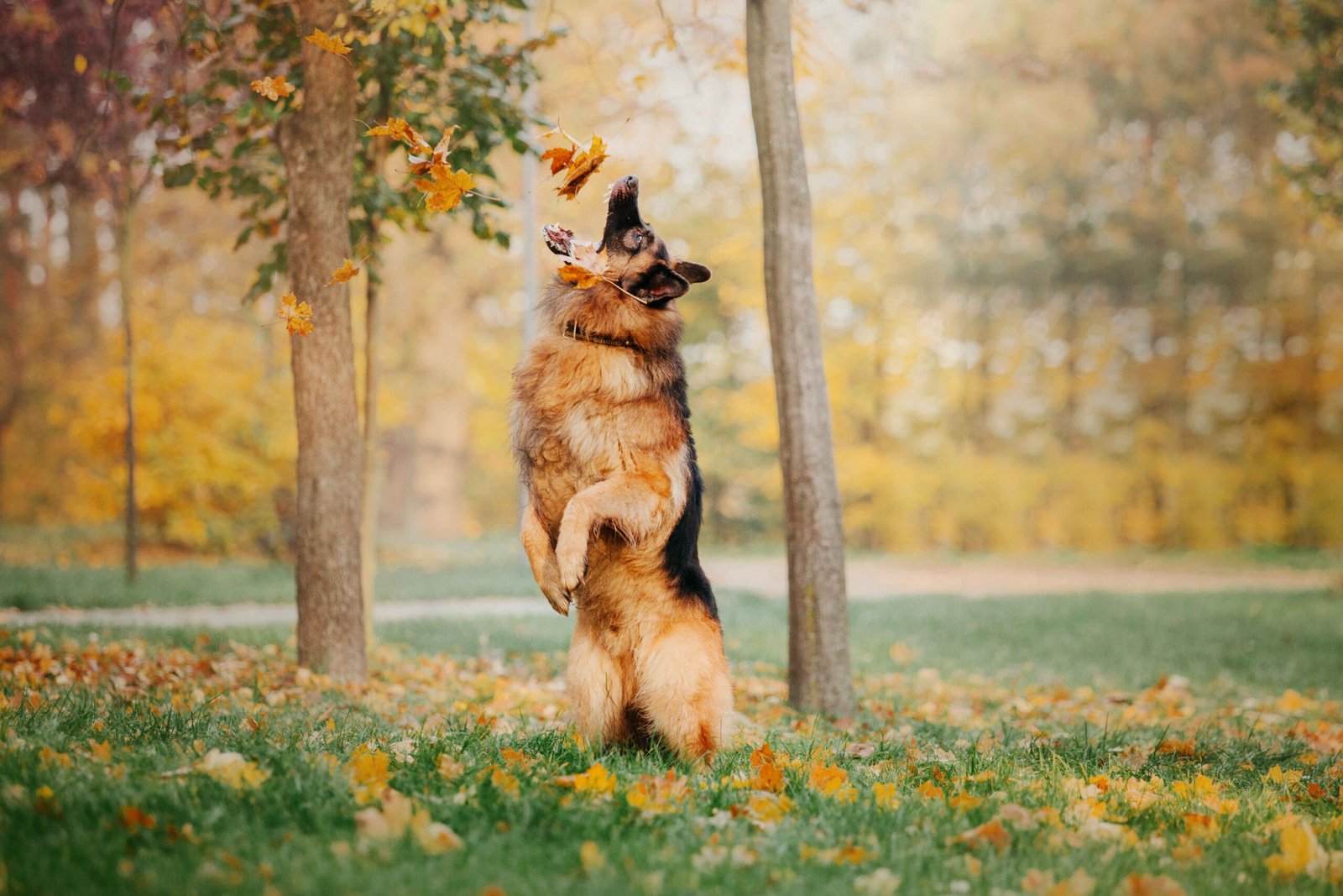 German Shepherd Breed Guide: Size, Temperament, Cost & Care 2 German Shepherd jumping catching leaves autumn park