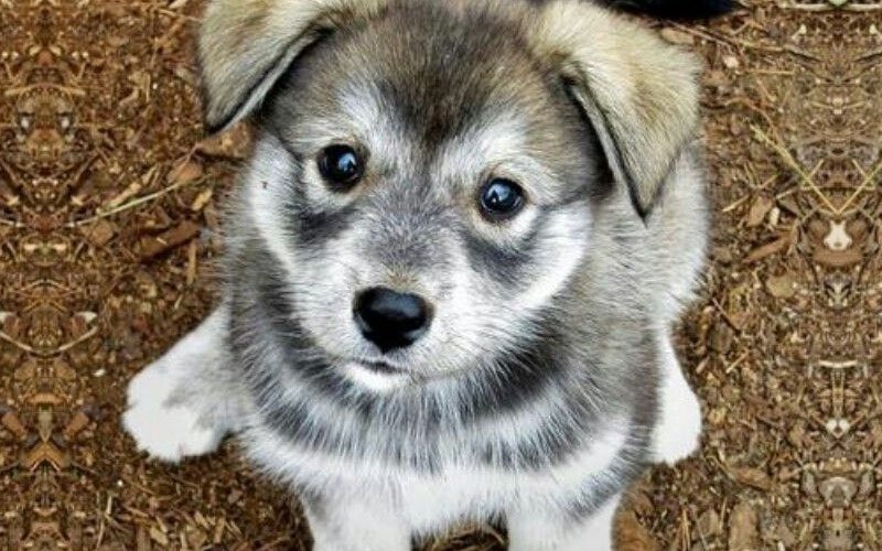 Husky Pug mix dog 