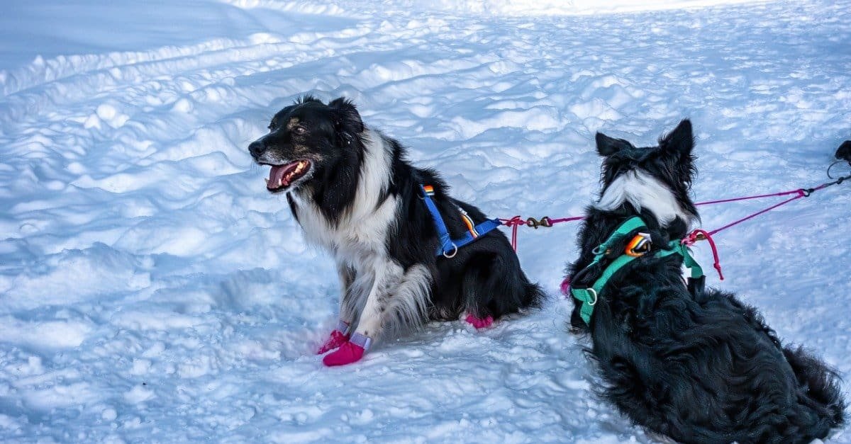 MacKenzie River Huskies hitched to a sled