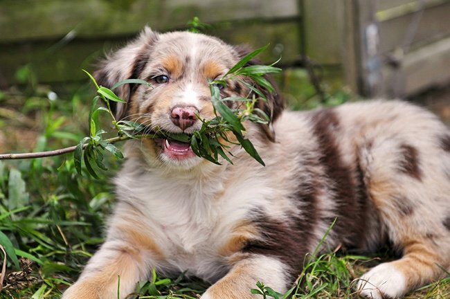 What Dogs Cannot Eat: 25 Dangerous Foods That Can Kill Your Dog 3 A variety of common house and garden plants that are poisonous to dogs