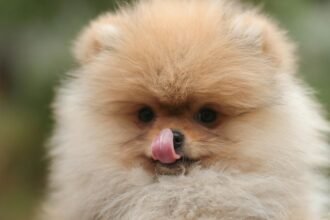 Best Dog Food for Pomeranians: Cute fluffy Pomeranian puppy licking nose close-up