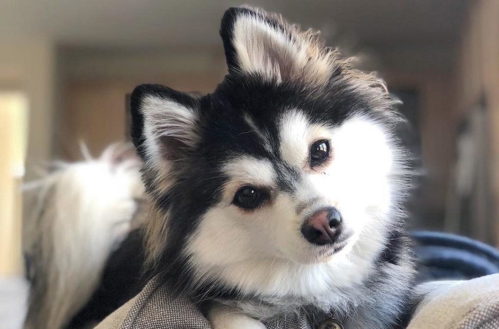 husky mix Pomsky dog