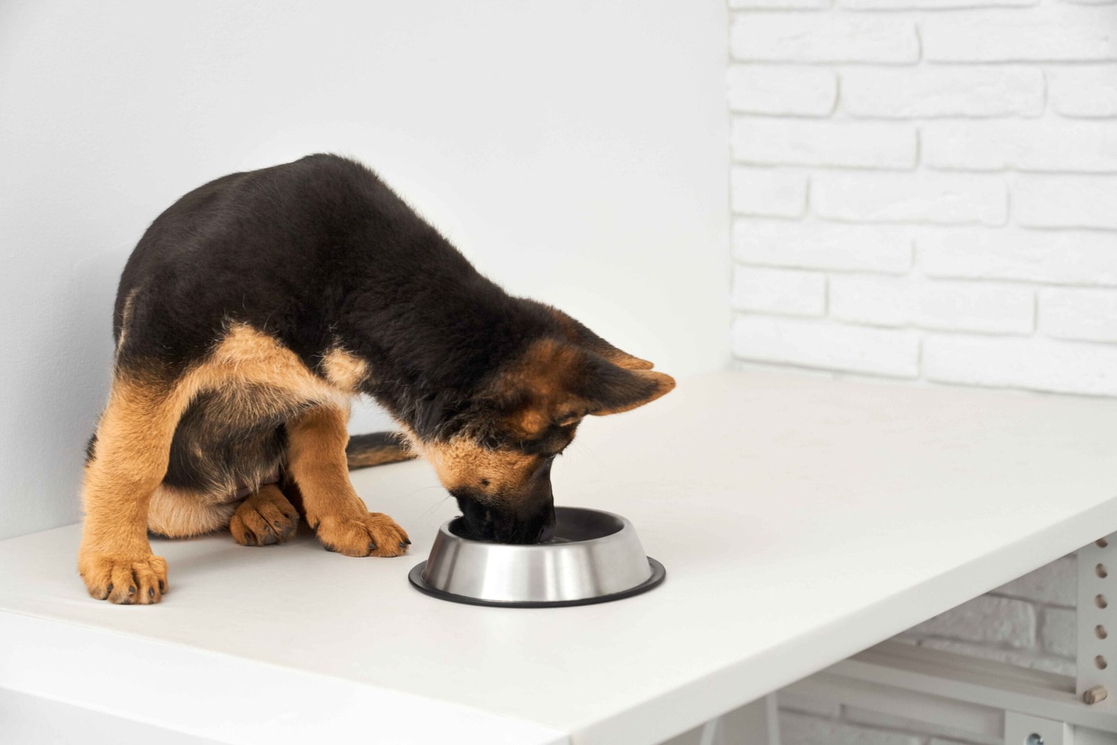 5 Best Dog Food for German Shepherds: Complete Nutrition Guide 2 best dog food for German Shepherds