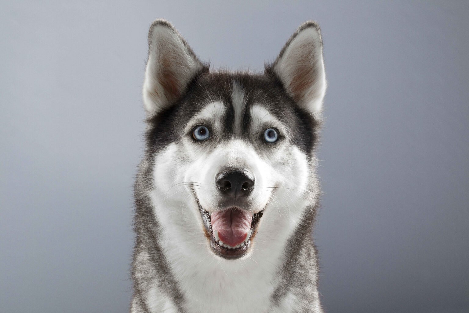 Siberian Husky with bright blue eyes smiling on gray background, which is one of the types of husky breeds
