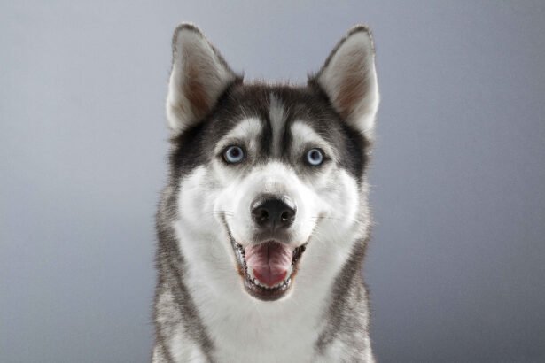 Siberian Husky with bright blue eyes smiling on gray background, which is one of the types of husky breeds
