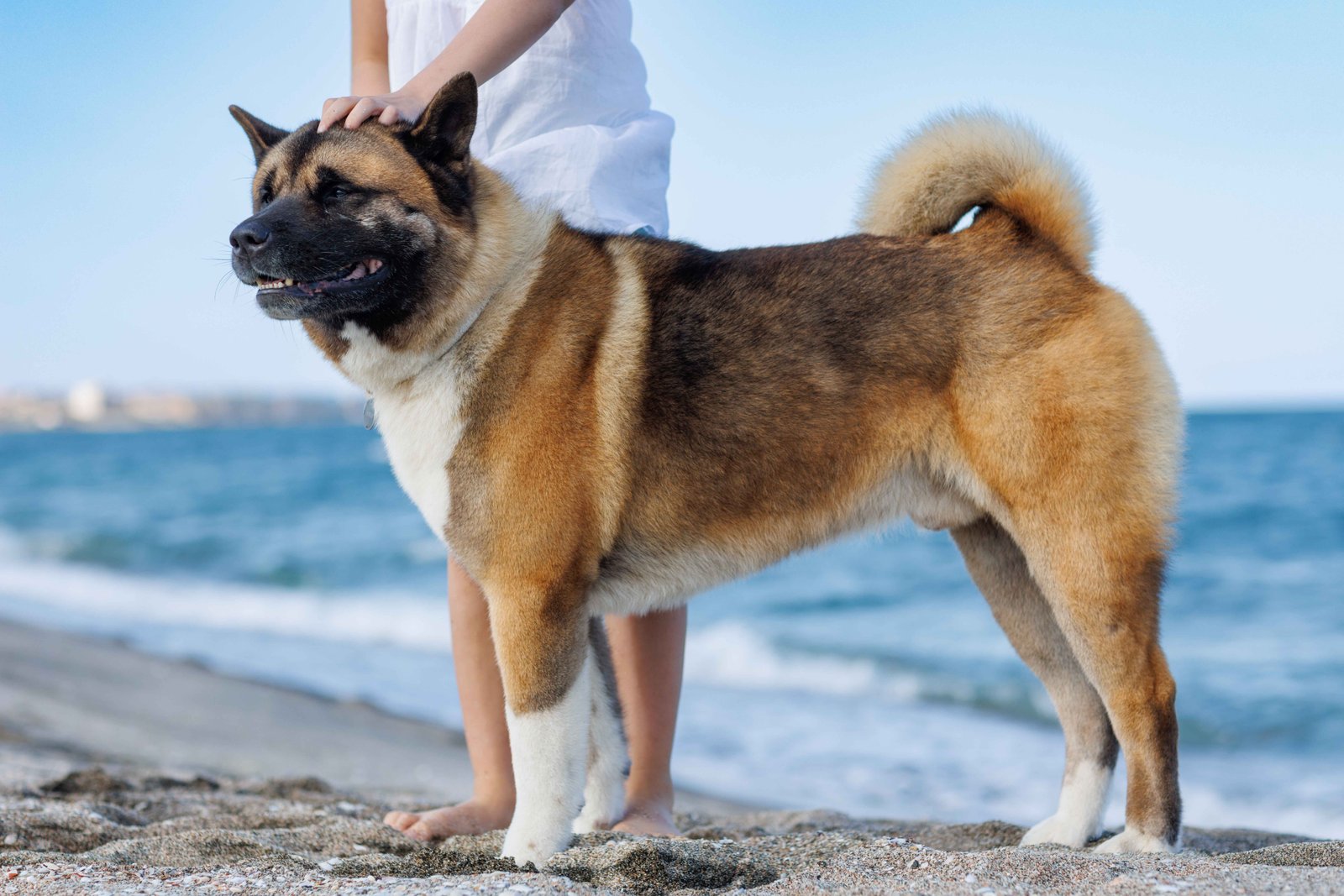 The American Akita dog standing on beach with strong build and curled tail