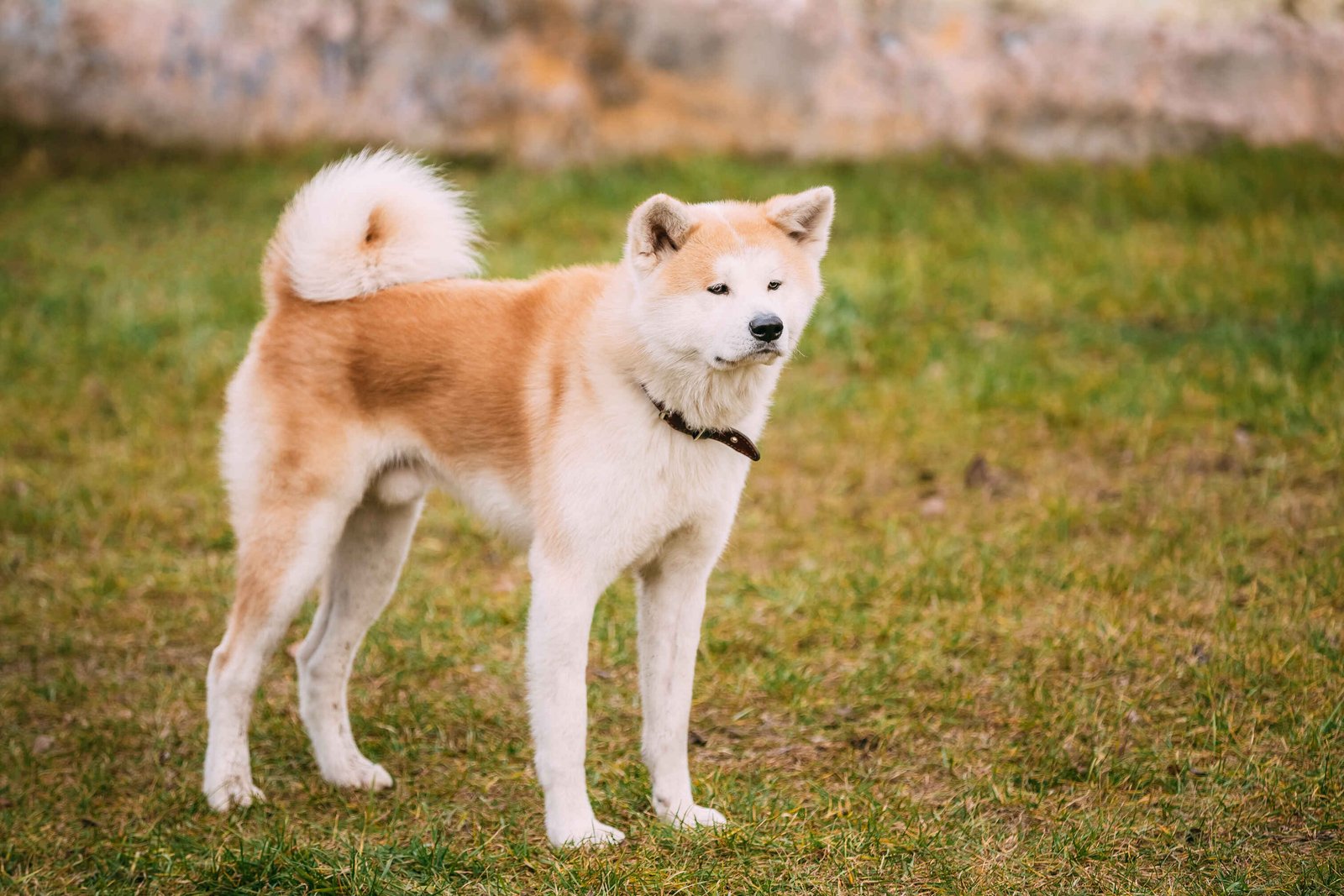 The Japanese Akita Inu dog standing outdoors with thick coat and curled tail