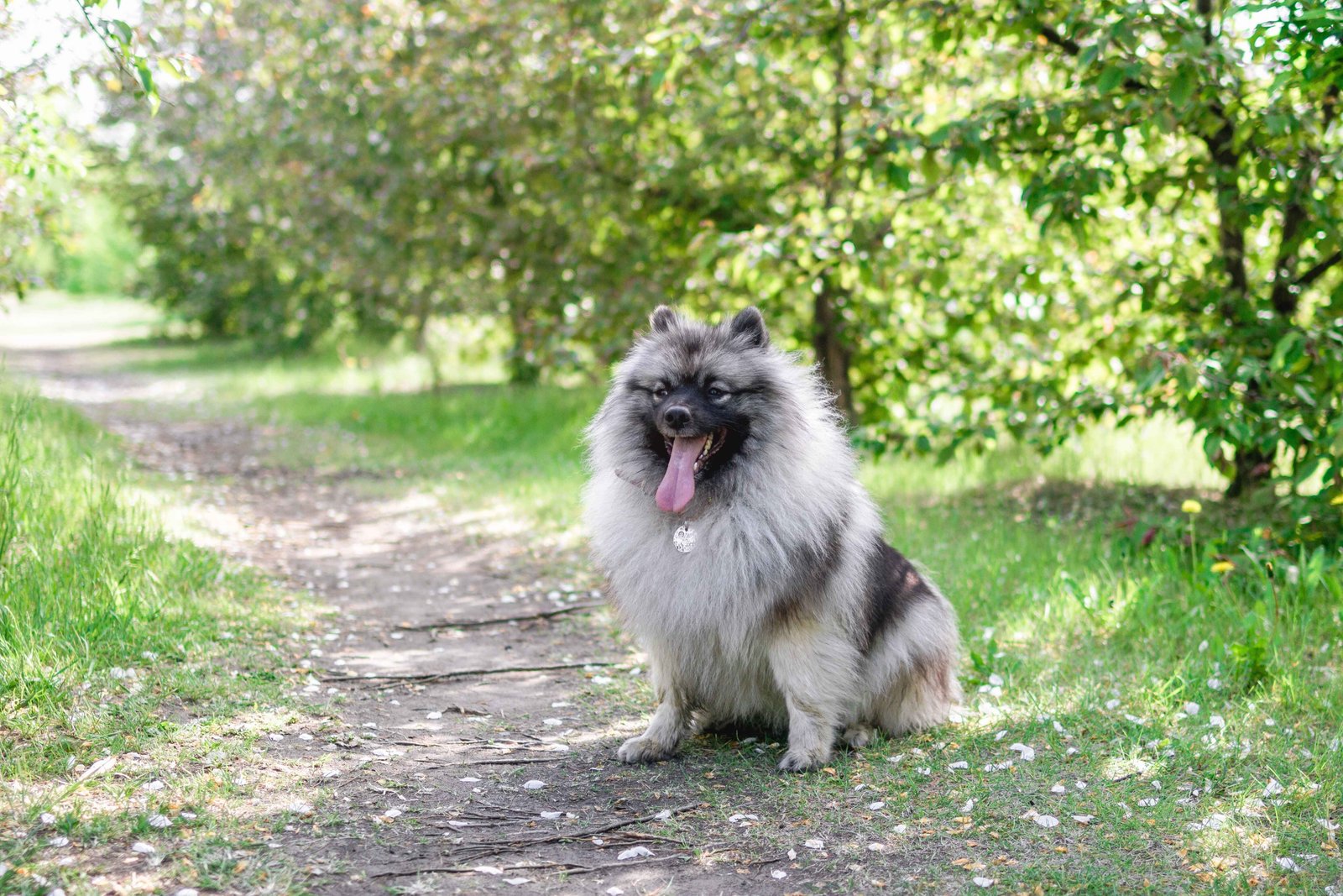 The Keeshond dog sitting outdoors with fluffy coat and smiling expression