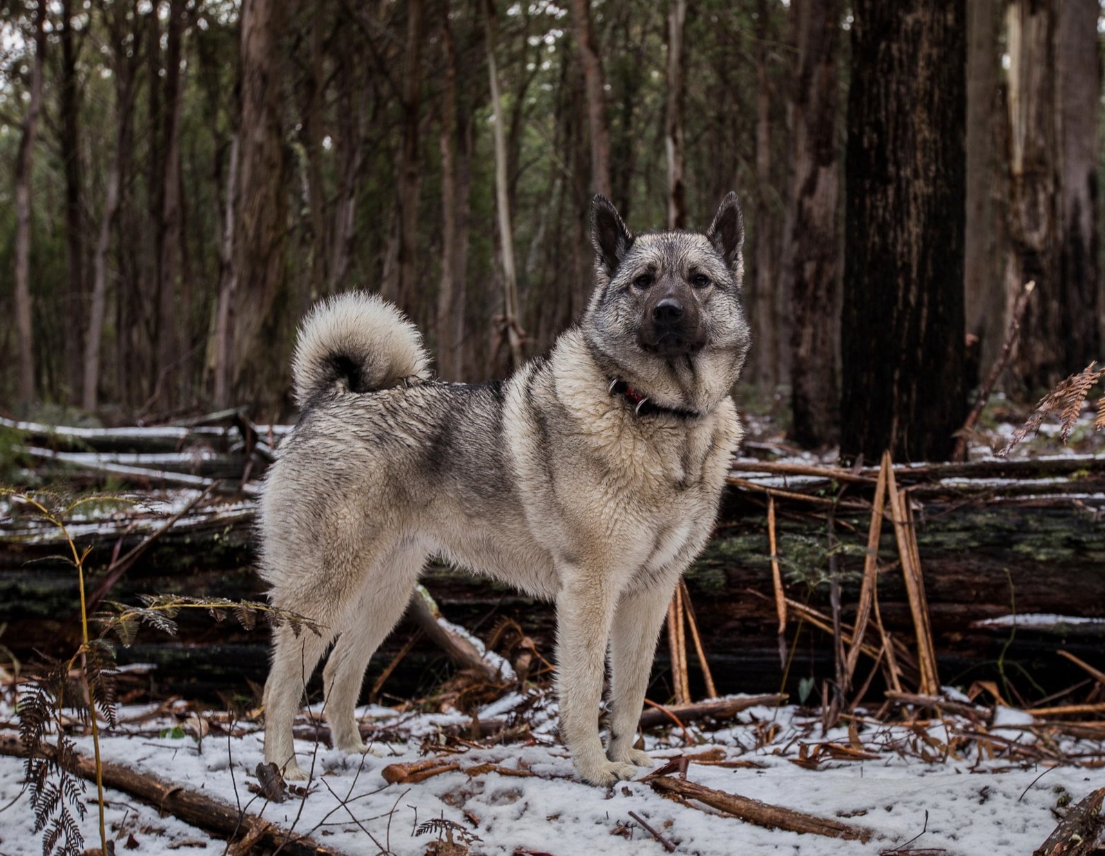 The Norwegian Elkhound dog standing in forest with thick gray coat and curled tail