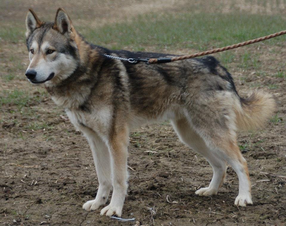 The Tamaskan Dog standing outdoors on leash with wolf-like appearance