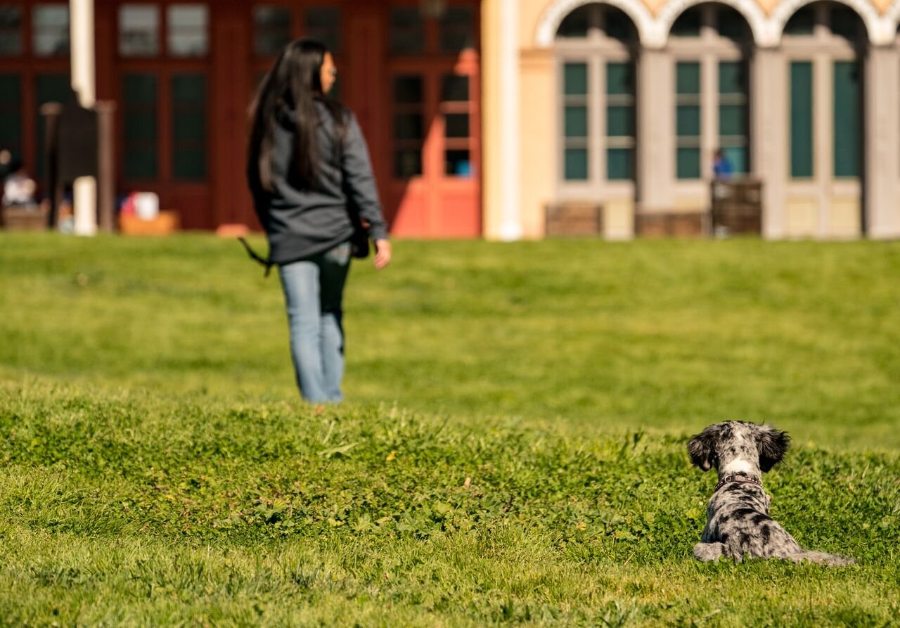 How to Stop Your Dog Barking Humanely: Expert Solutions 2 A dog barking loudly indoors while the owner practices ignoring the behavior to stop dog barking