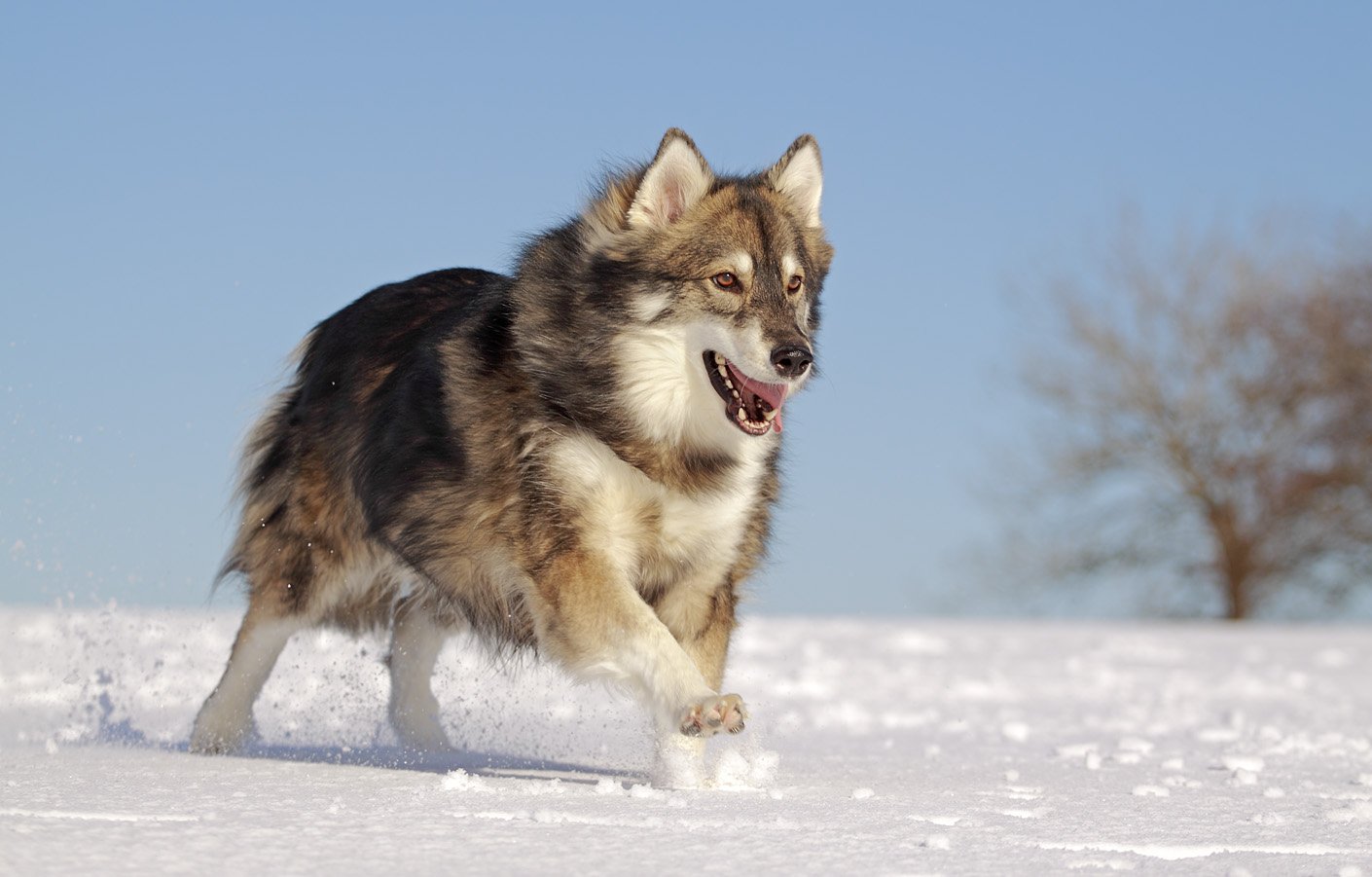 Utonagan dog showing distinct wolf-like features