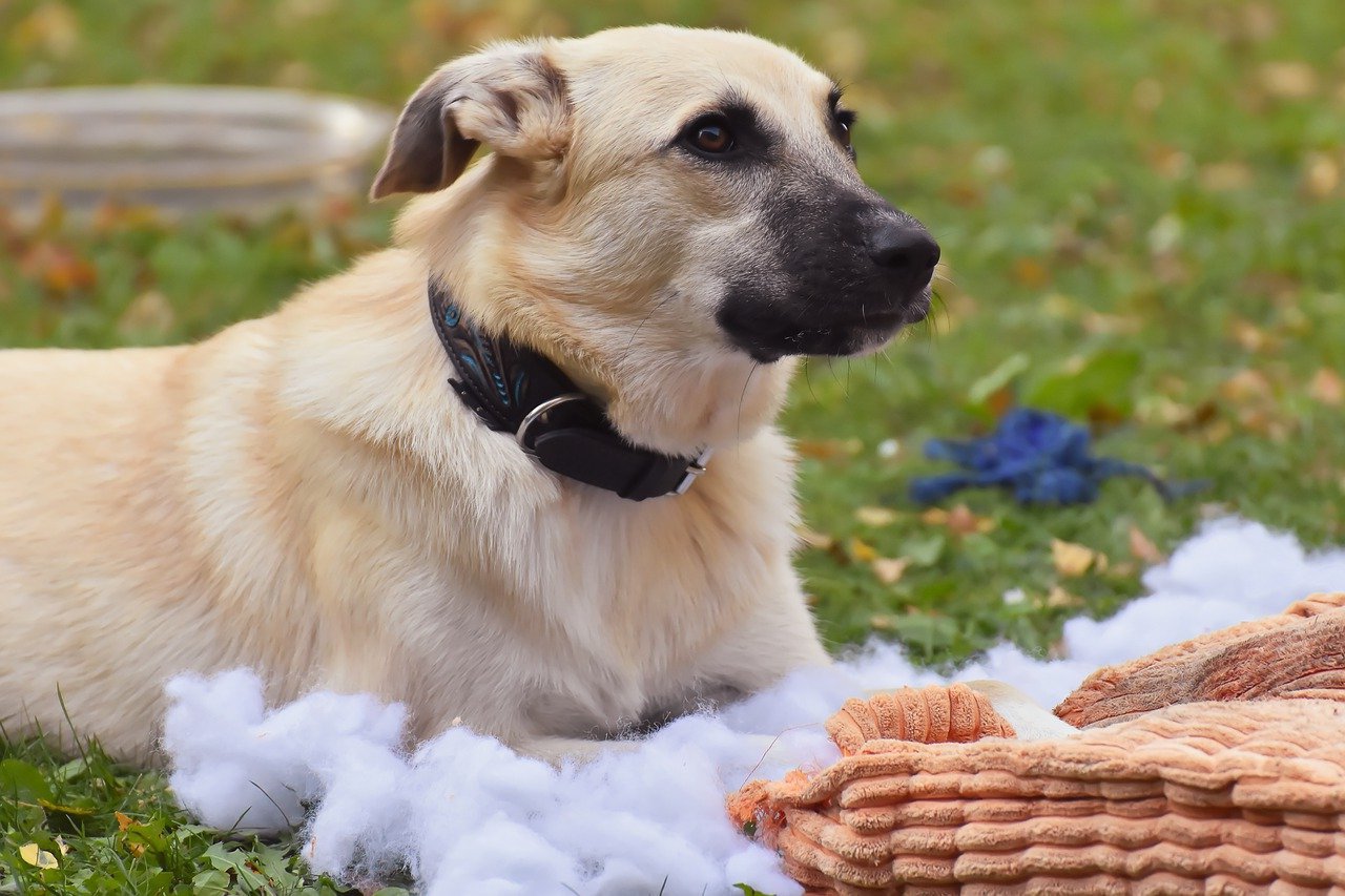 Tawny colored Chinook Dog sitting in a field