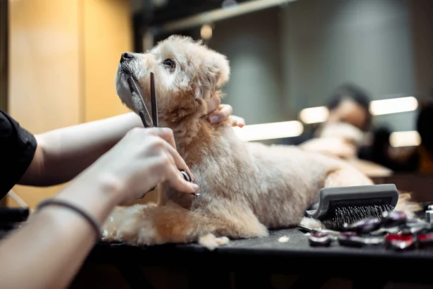 Dog grooming costs shown during professional dog grooming session