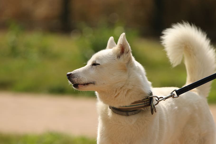 Labrador Husky purebred dog portrait