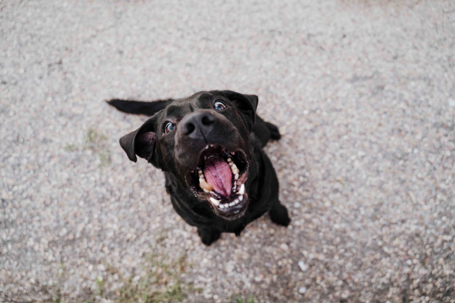 Dog barking during training session with tips on how to stop your dog barking using positive reinforcement