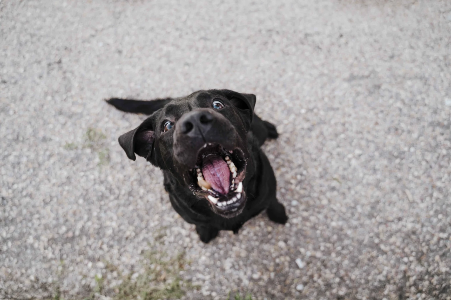 How to Stop Your Dog Barking Humanely: Expert Solutions 1 Dog barking during training session with tips on how to stop your dog barking using positive reinforcement