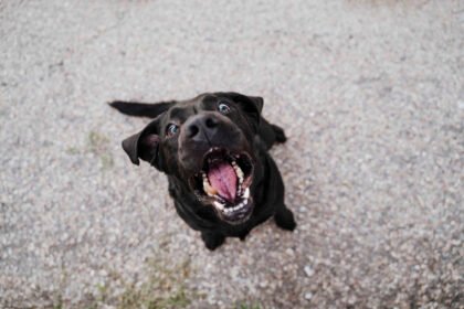 Dog barking during training session with tips on how to stop your dog barking using positive reinforcement