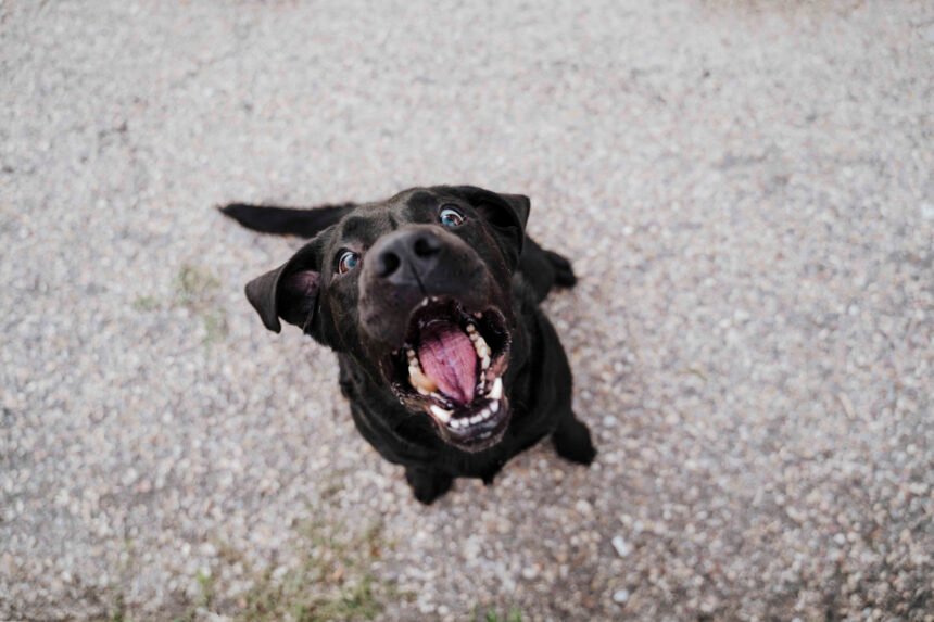 Dog barking during training session with tips on how to stop your dog barking using positive reinforcement