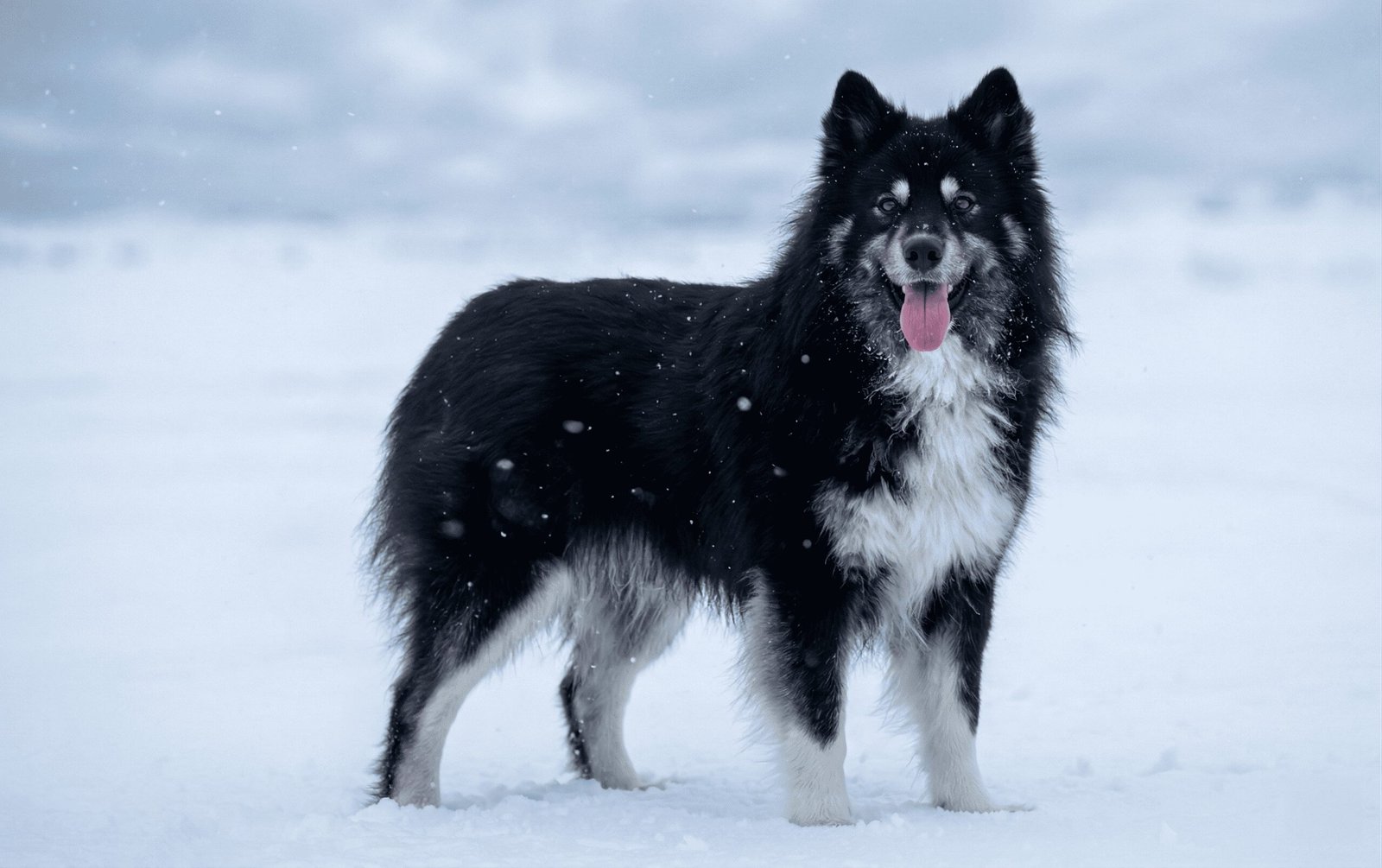 Sakhalin Husky 