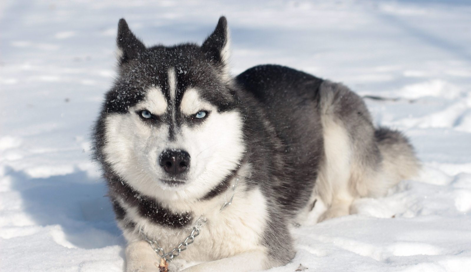types of husky breeds comparison Siberian Husky