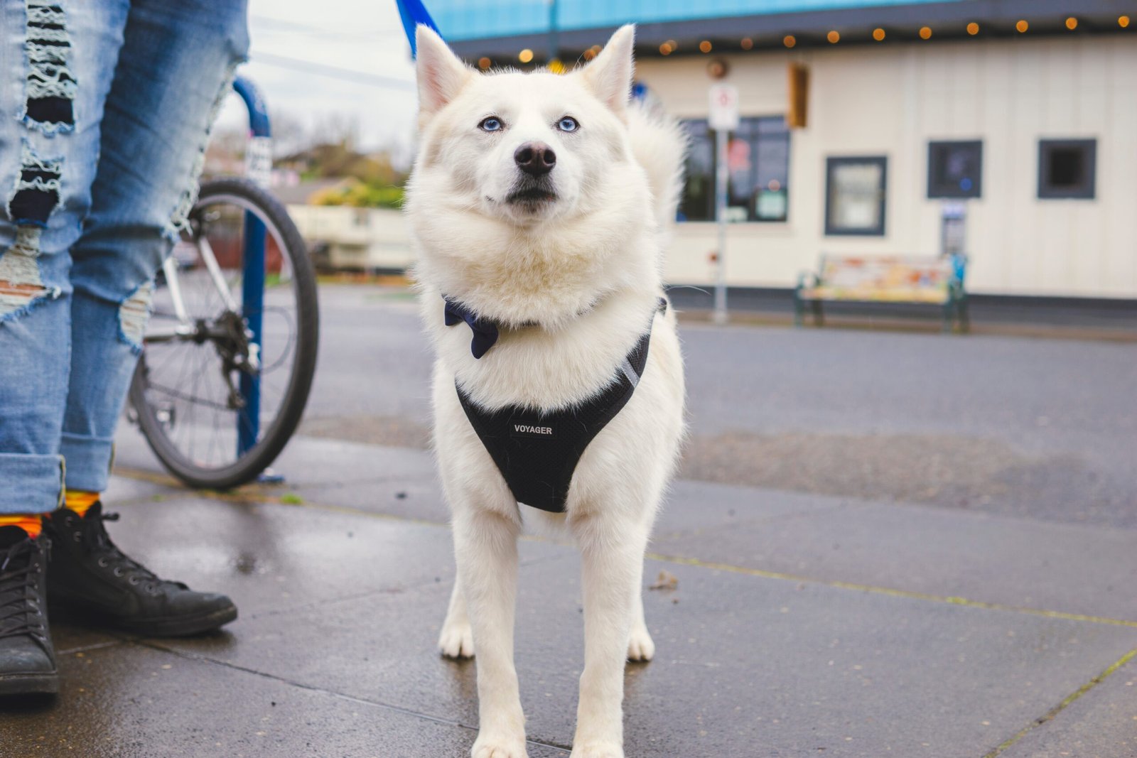 Pure white husky standing 