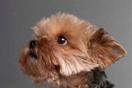 Yorkipoo dog close-up looking up gray background