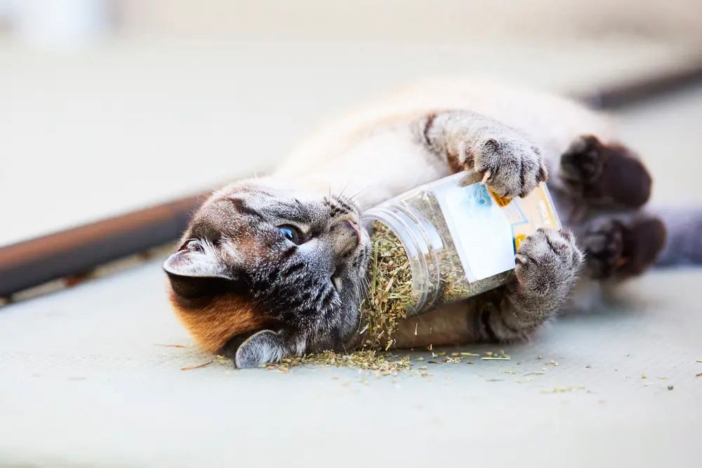 what does catnip do to cats