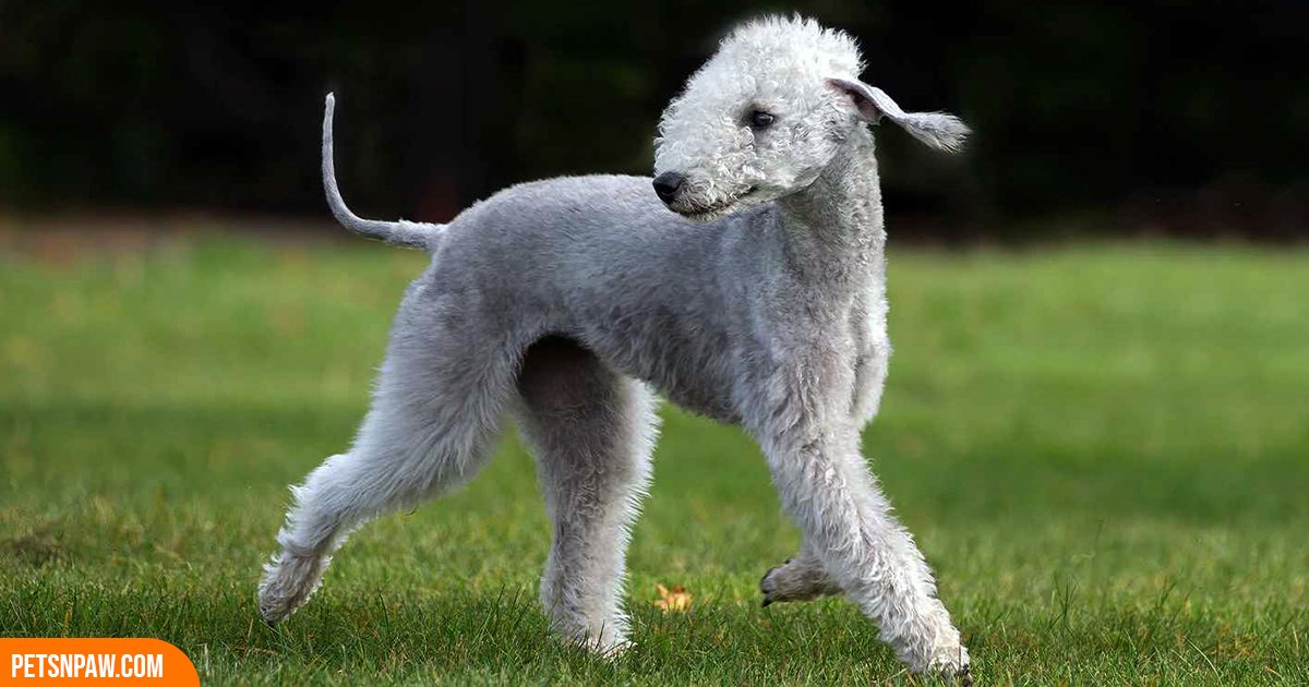 Bedlington Terrier standing showing its lamb-like coat