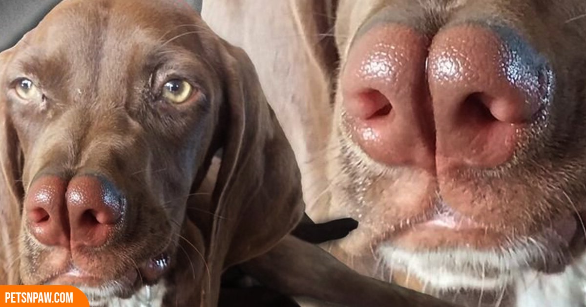 Catalburun dog showing its split nose