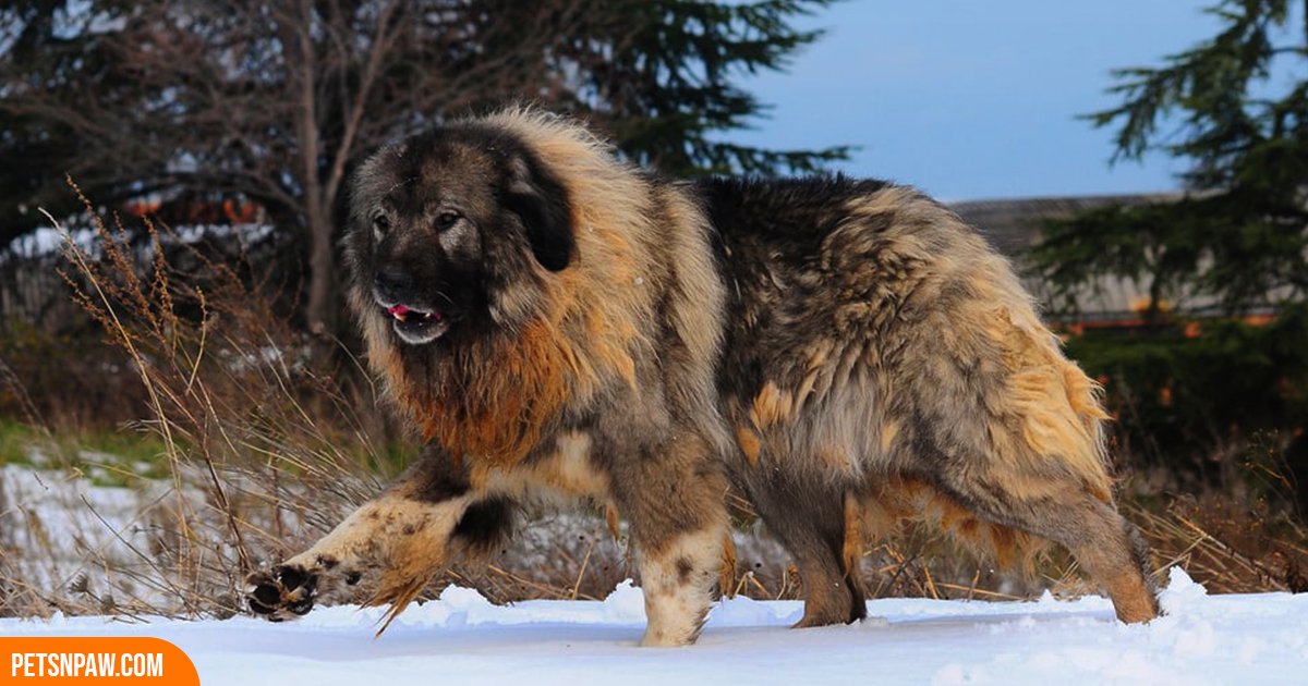 Caucasian Ovcharka guarding in the snow