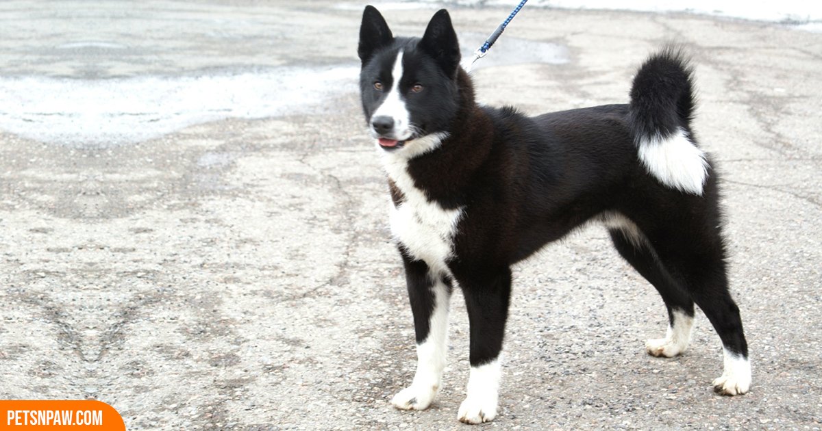 Karelian Bear Dog black and white in the forest