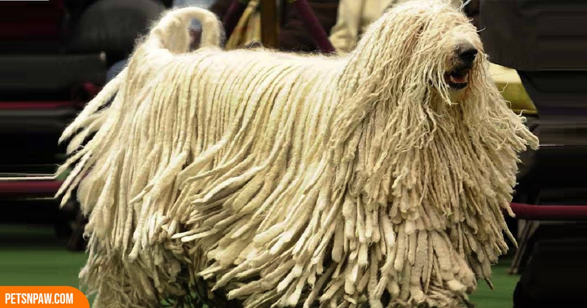 Komondor dog running with corded coat flying