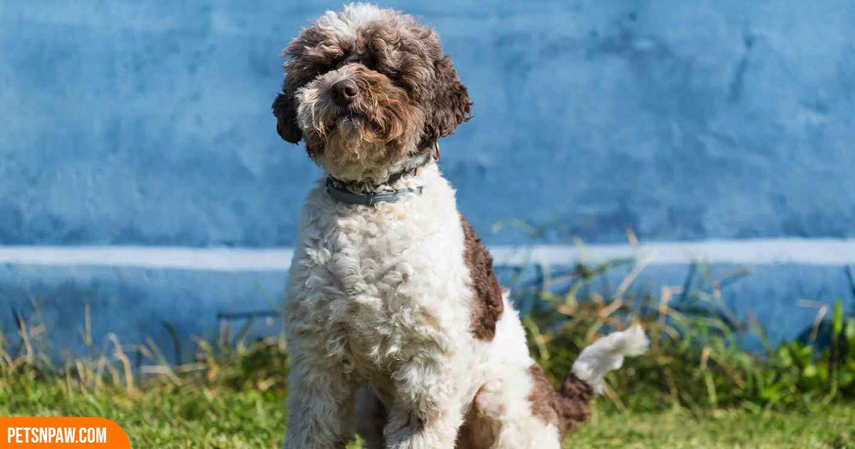 Lagotto Romagnolo looking alert outdoors