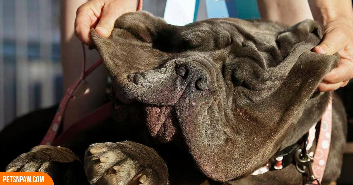 Neapolitan Mastiff sitting outdoors showing heavy wrinkles
