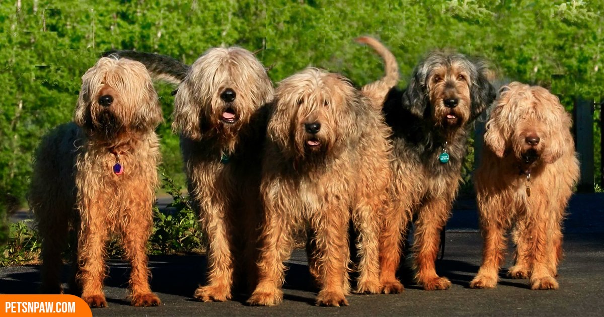 Otterhound standing alert outdoors