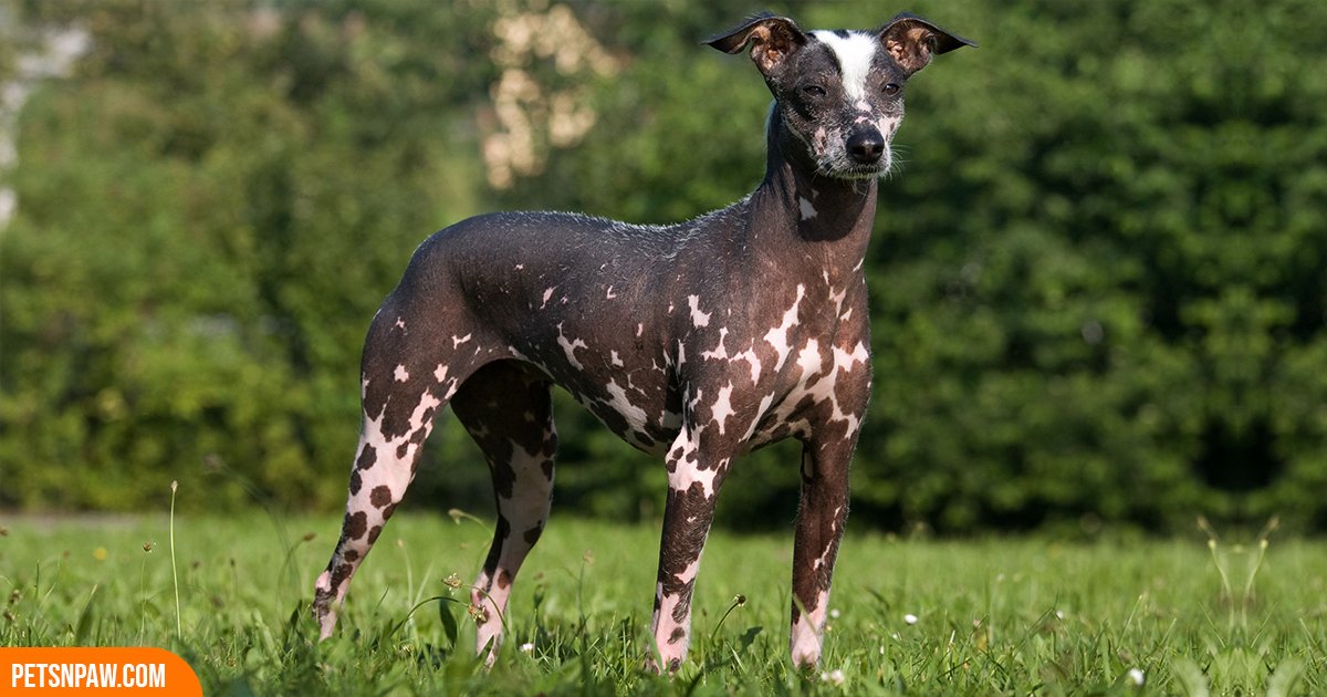 Peruvian Inca Orchid hairless dog
