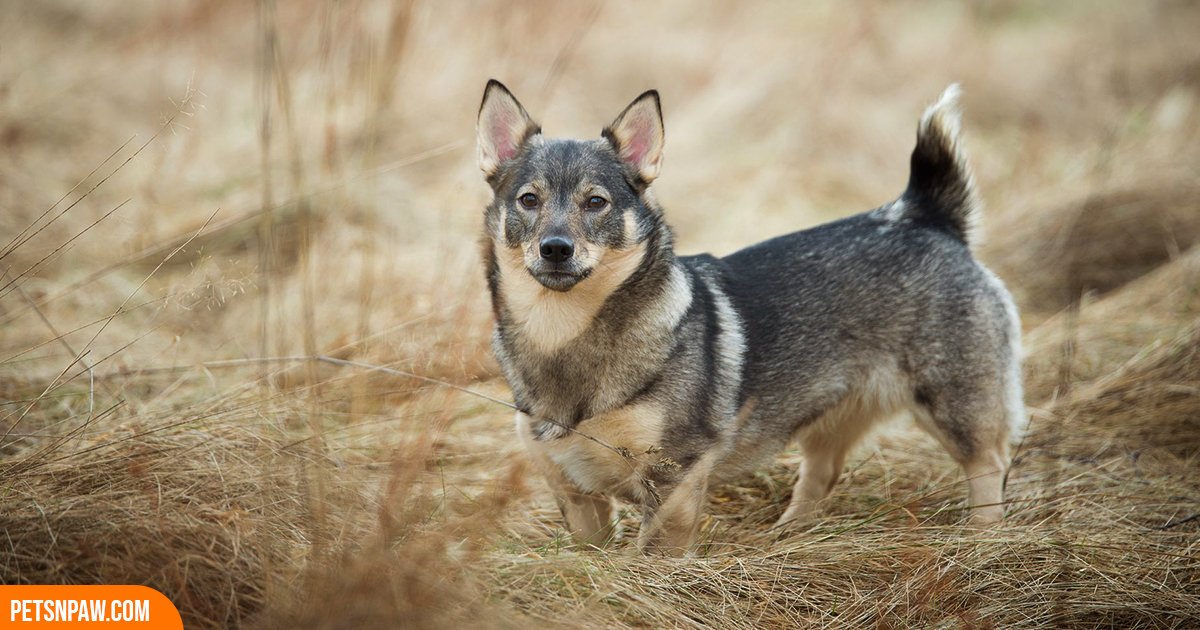 Swedish Vallhund standing in the grass