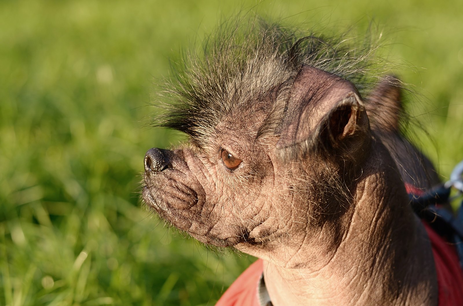rare dog breeds: Chinese Crested dog hairless unique rare breed close-up