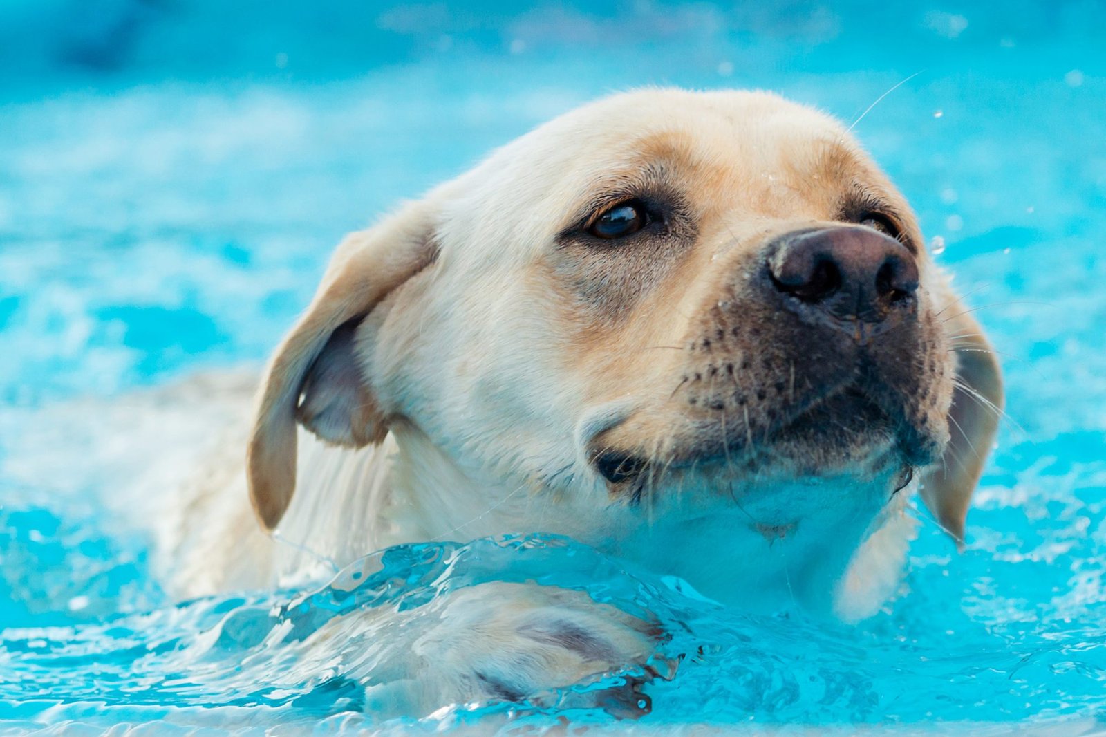 Dog swimming in pool demonstrating the benefits of swimming for dogs