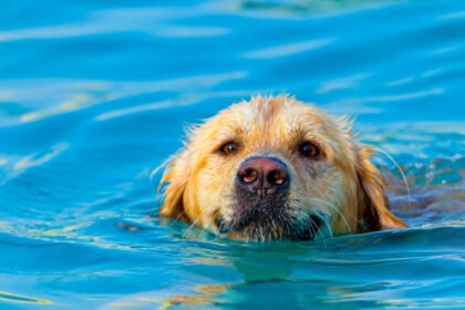 Benefits of Swimming for Dogs shown by a dog swimming in water