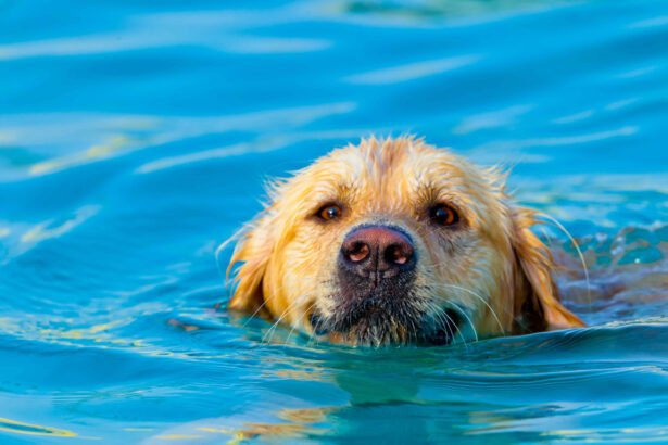 Benefits of Swimming for Dogs shown by a dog swimming in water