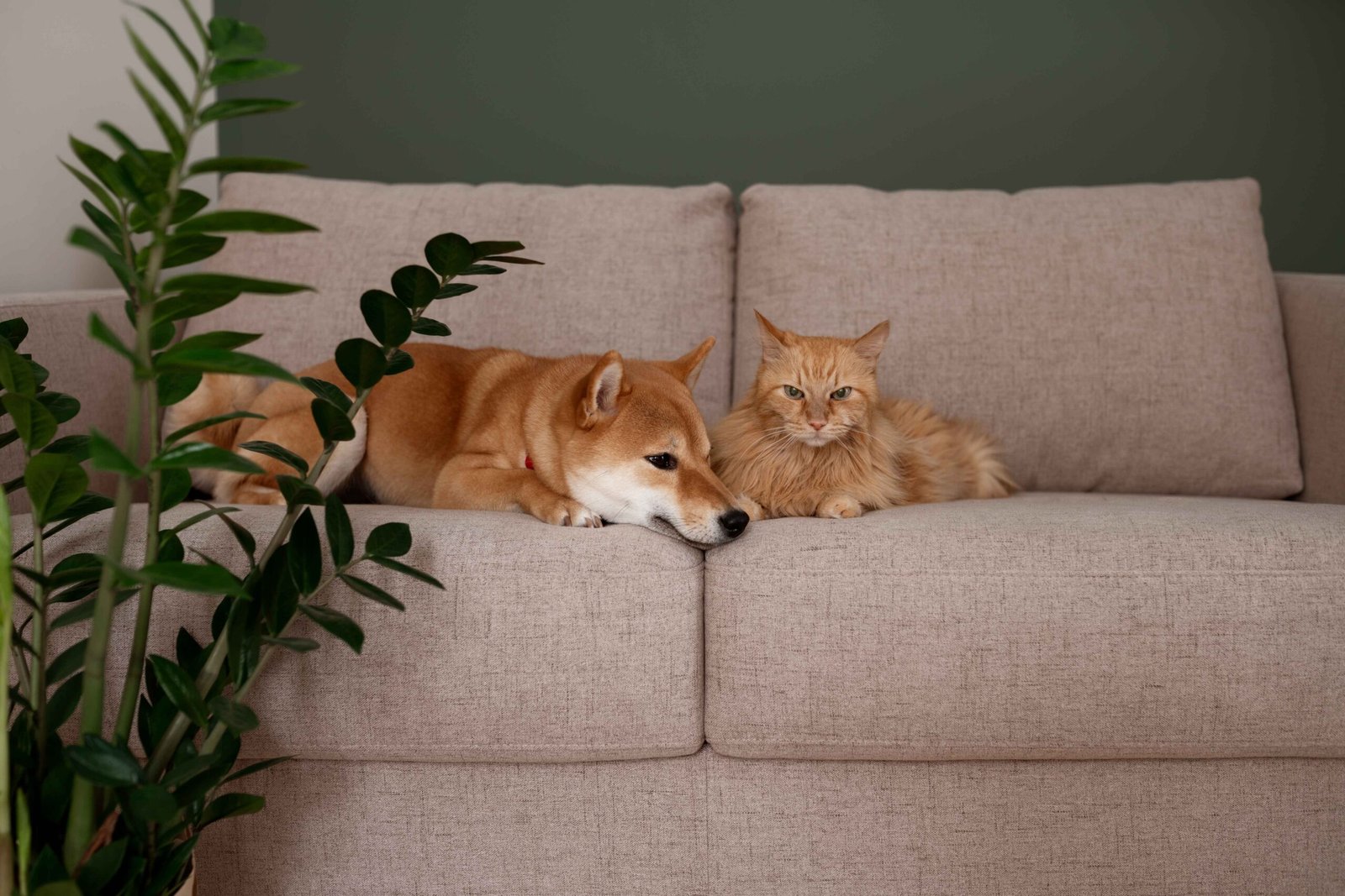 Shiba Inu dog relaxing with cat on couch at home