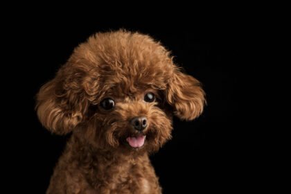 Toy Poodle breed guide: brown toy poodle puppy close-up curly coat portrait