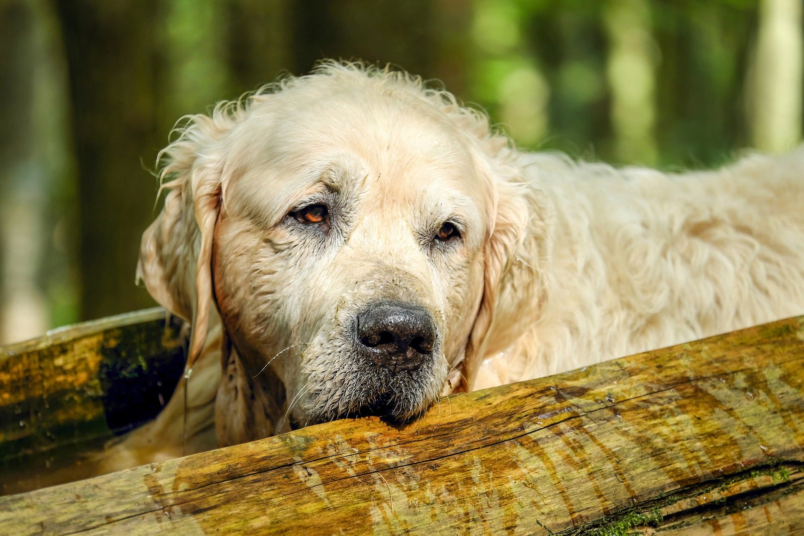 A close up of a senior dog looking at the camera