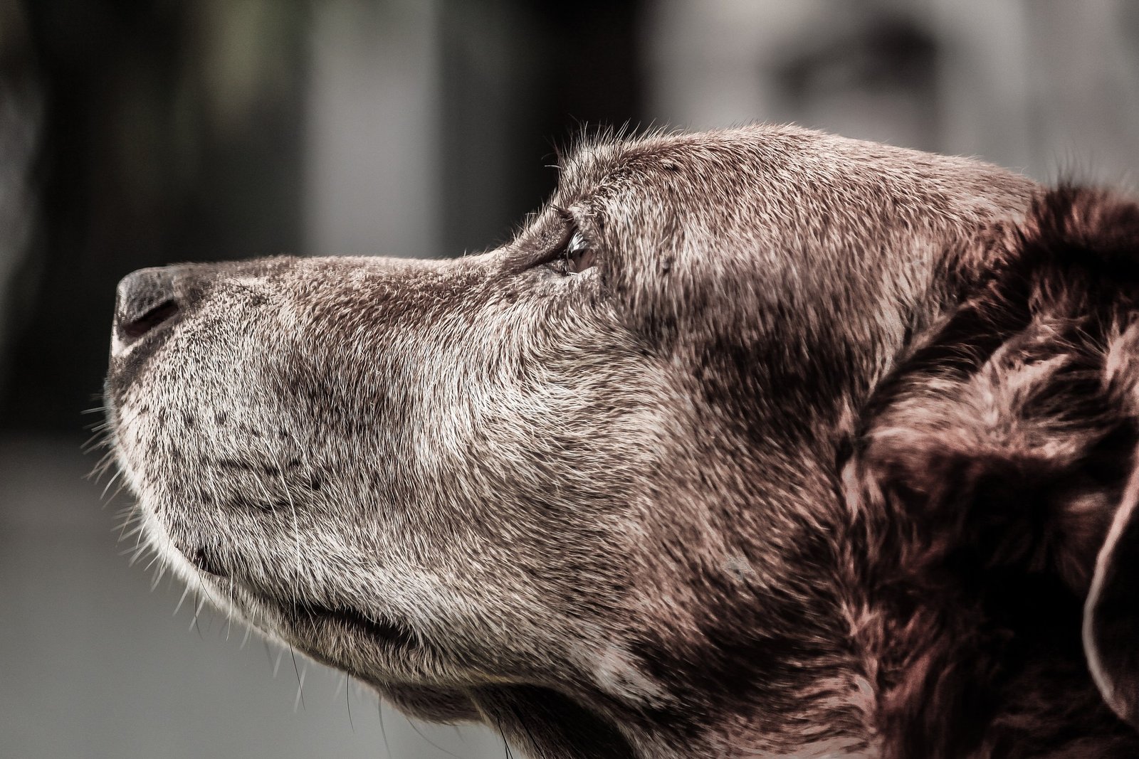 Cognitive Dysfunction Syndrome in dogs