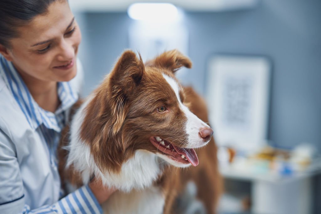 A veterinarian examining a senior dog in a clinic