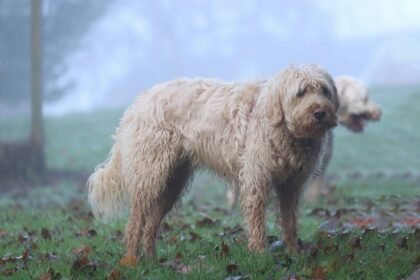 Otterhound dog breed standing in a foggy field with shaggy coat and webbed feet