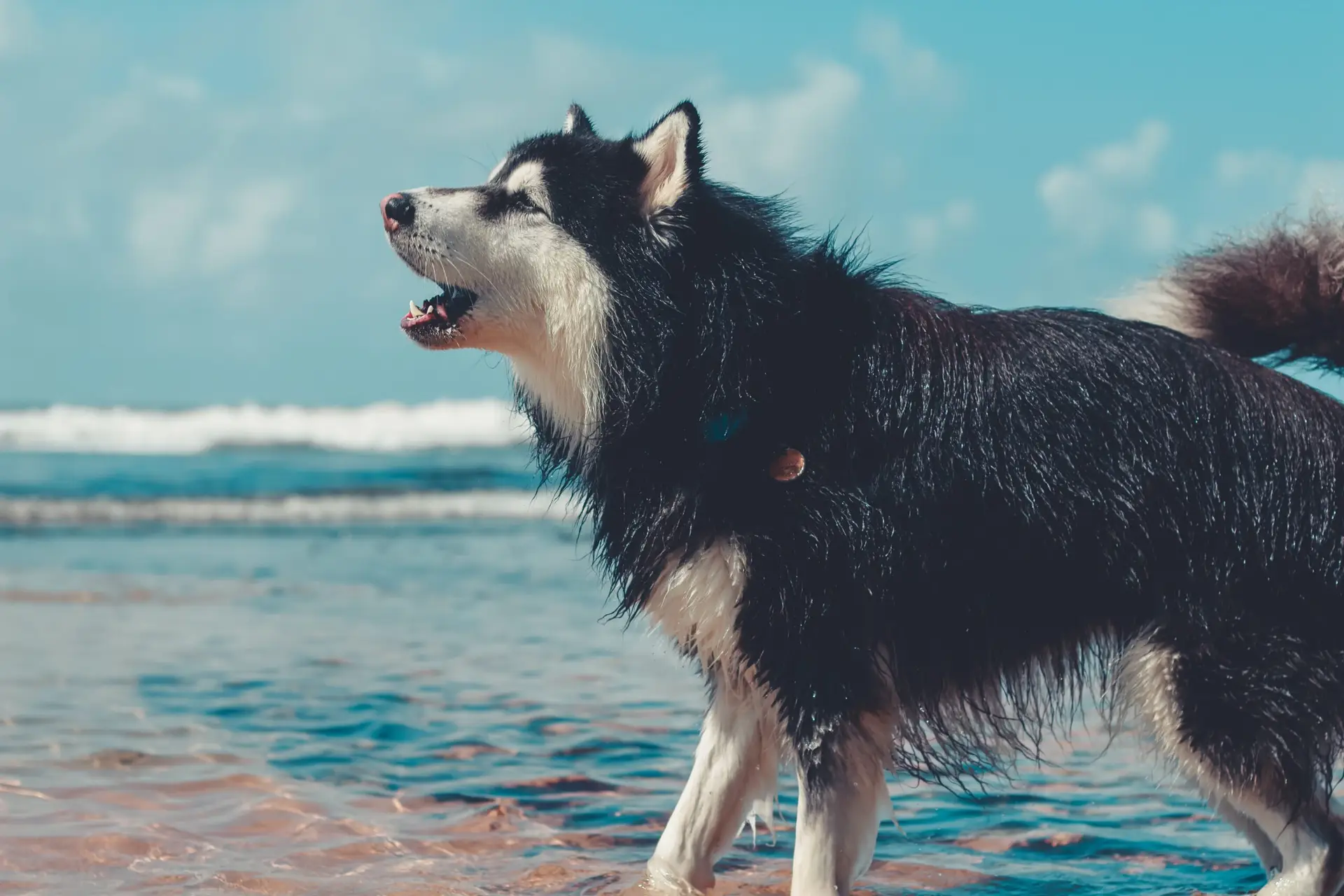 Why Huskies Howl, Bark, and Yowl: Decoding the "Singing Dog"